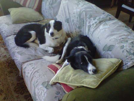 This is me with my sister Gladys (also from GLBCR).  Can't a guy nap on the couch in peace?